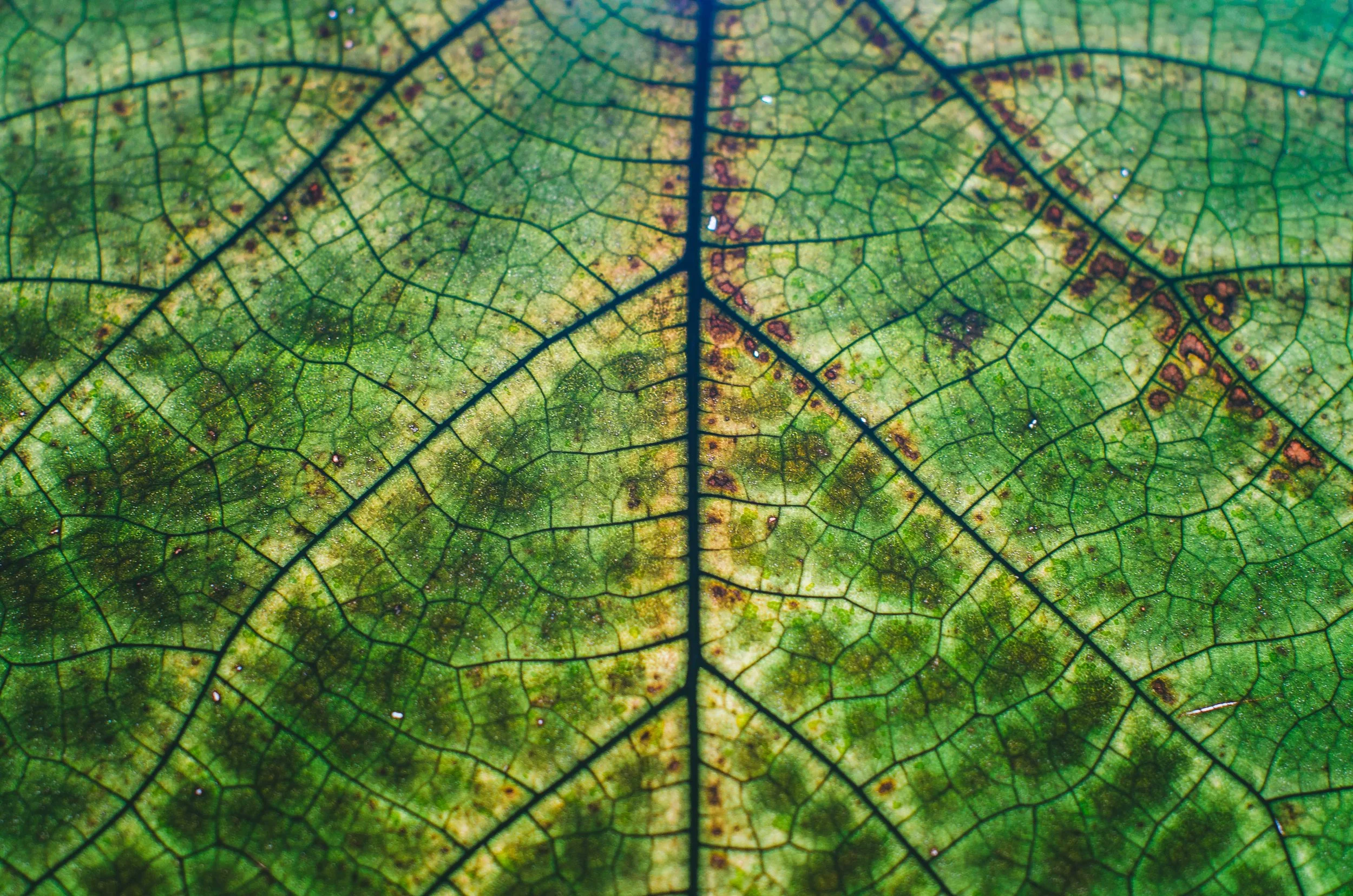 green leaf.jpg