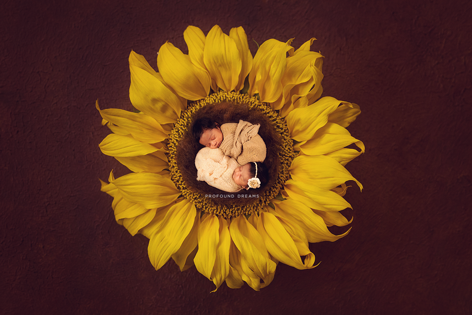 SunFlower_DigitalBackdrop_DSC4303_2_fb_pd.png