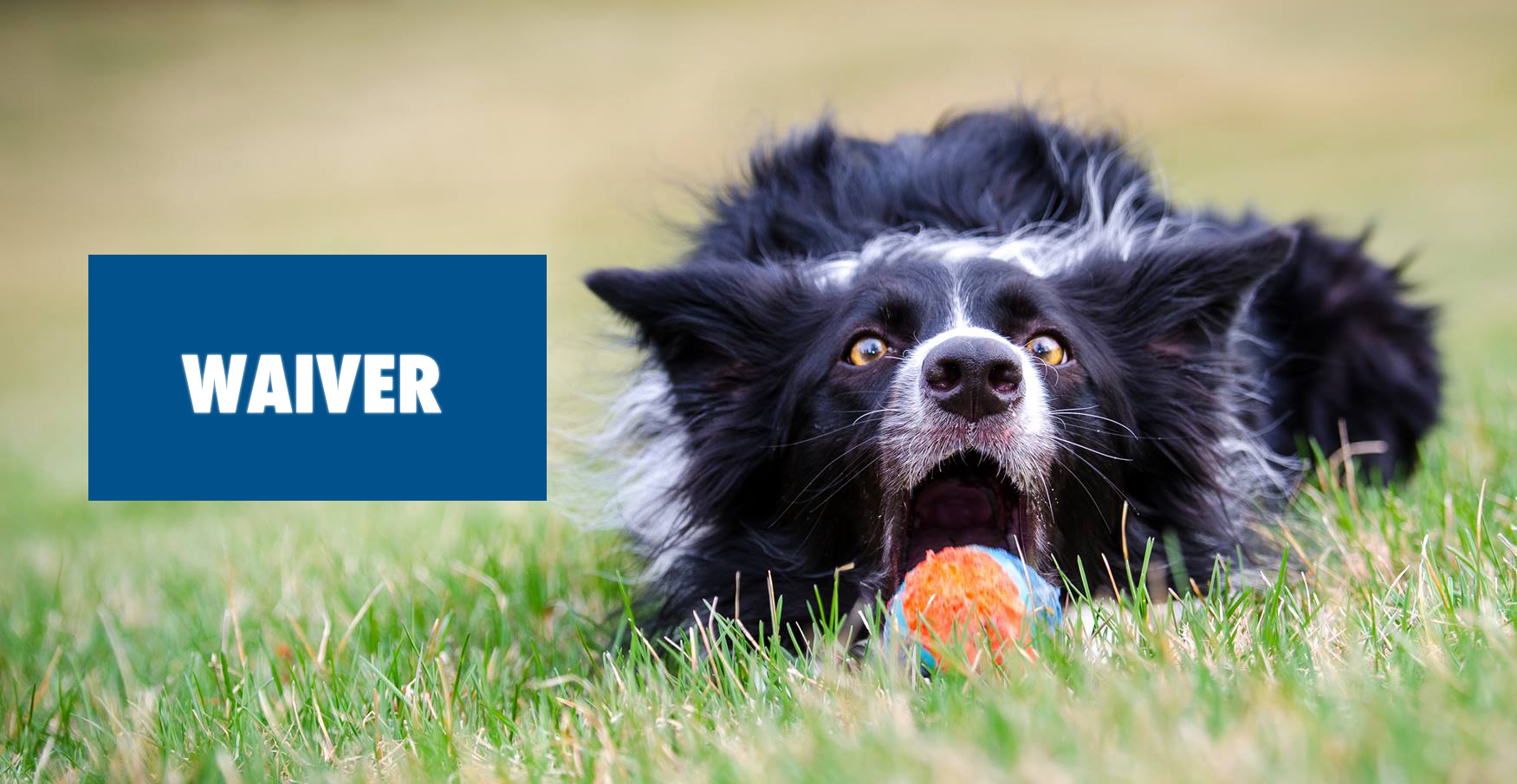 Waiver — All Dogs Can Lapeer