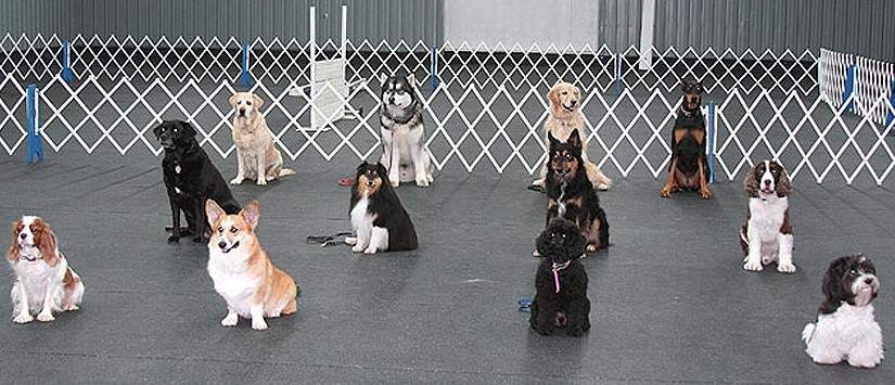 We❤️SG~😁Smile~ . . #scdts #goldenretriever #cutedogs #dogtraining  #singaporedogs #obediencetraining #dogdayschool #dogdaycaresg…