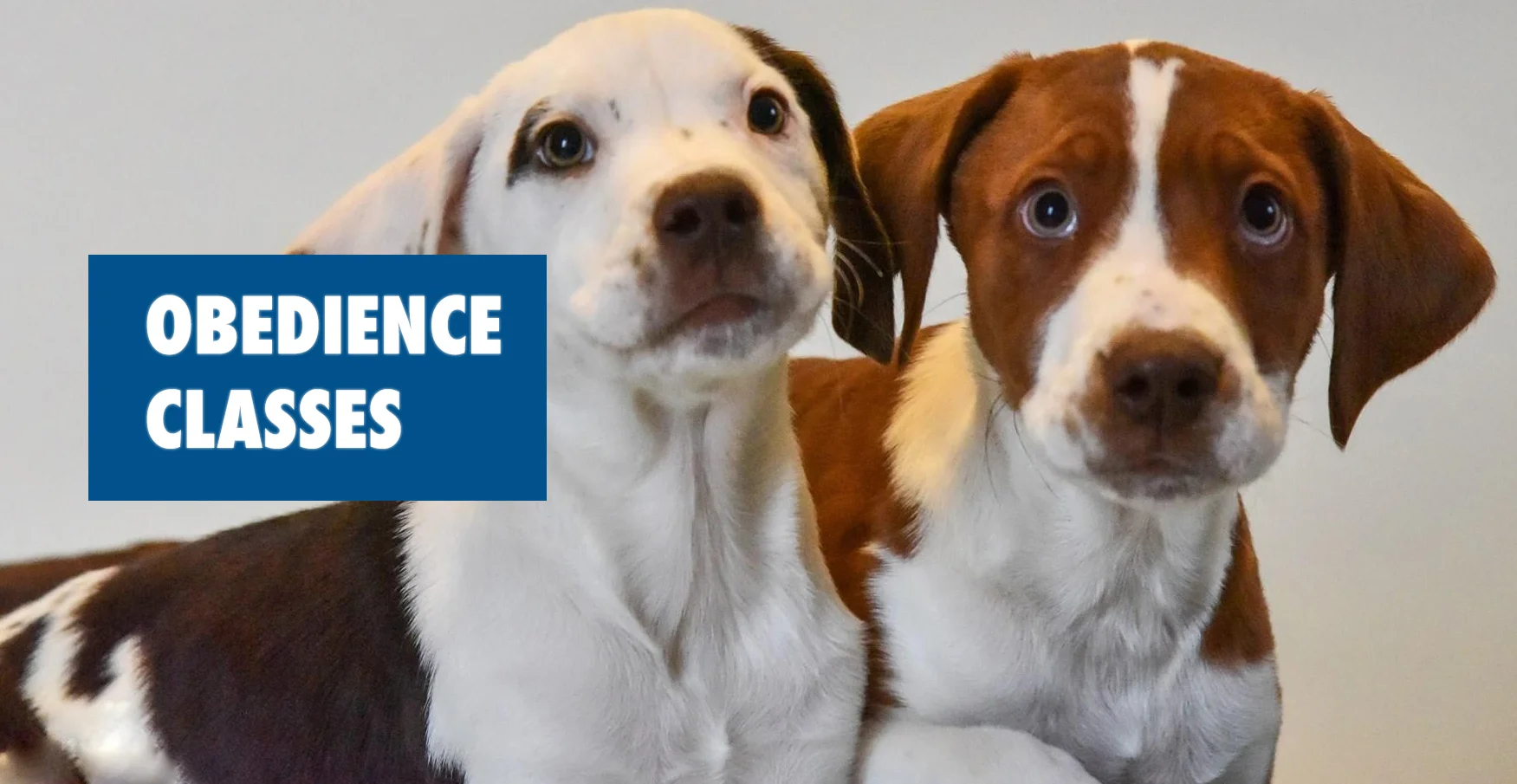 Beginner Obedience Classes — All Dogs Can Lapeer