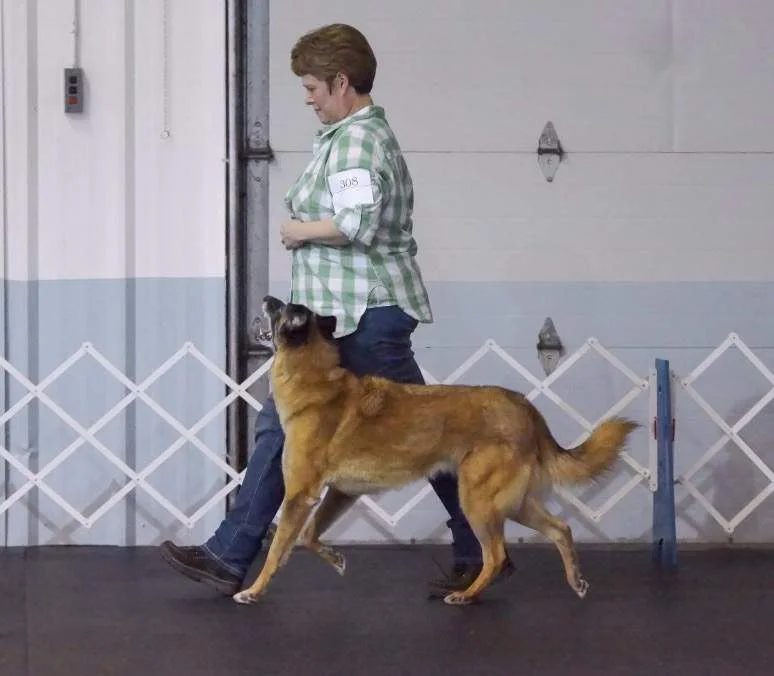 obedience+handler.jpg