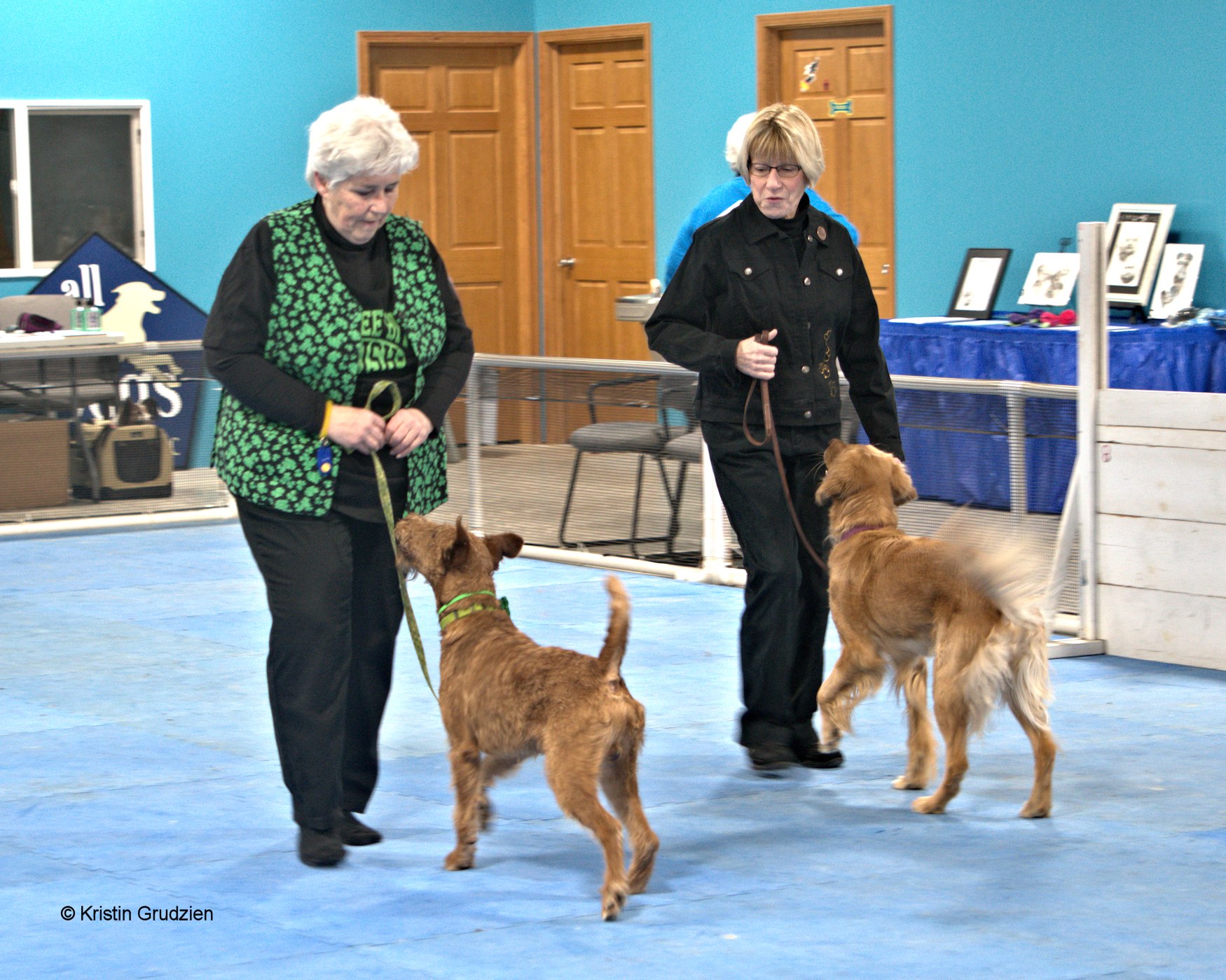 therapy dog testing