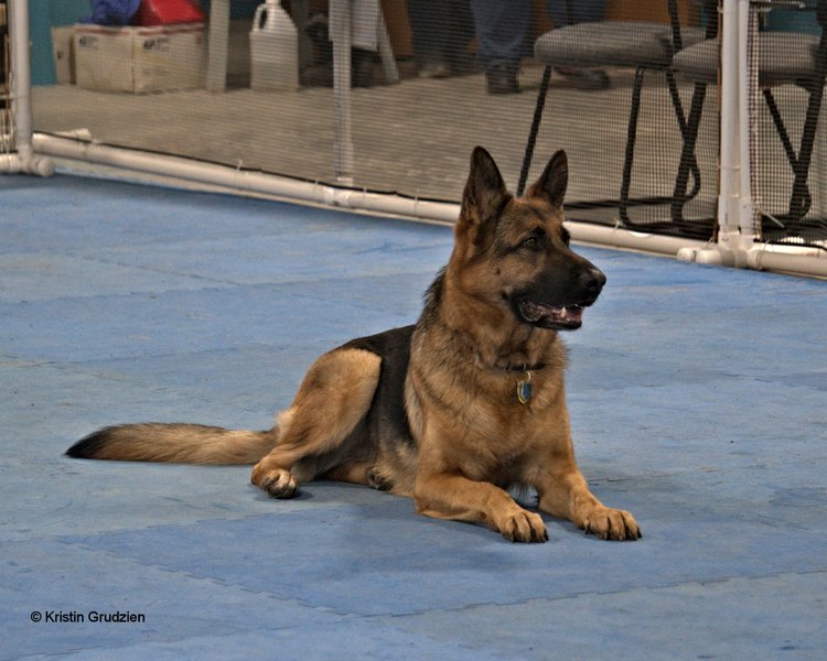 citizen k9 dog training and agility