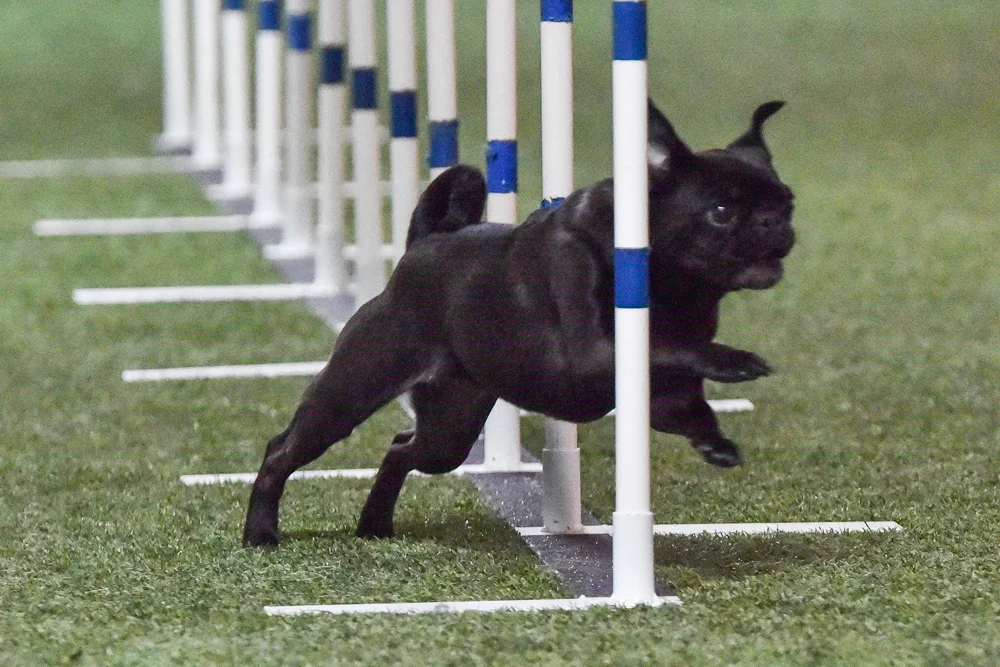 Agility Basics with Jennifer Hill  Tuesdays 12 - 1 pm or Thursday  9:45-10:45 am