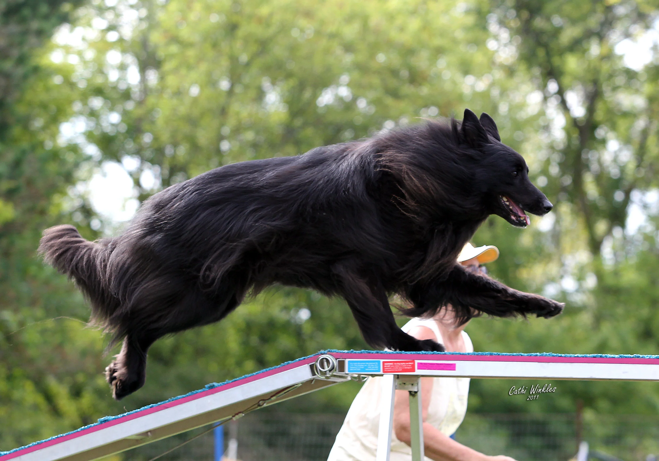 Schooner AADTC dogwalk 2011 USE UNDER ADVANCED AGILITY.jpg