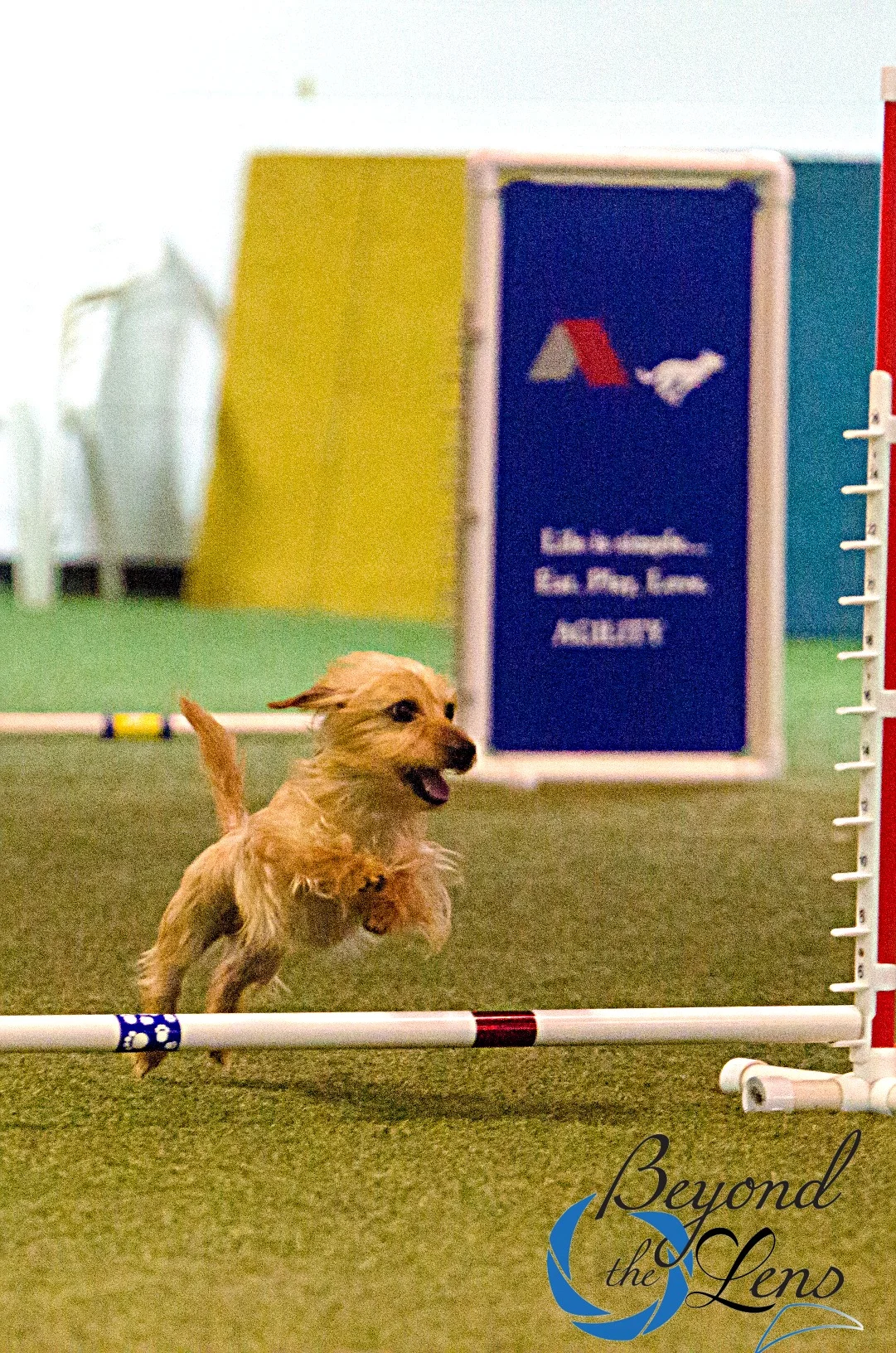 sonic agility PUT ON FUN & FOCUS 3.jpg