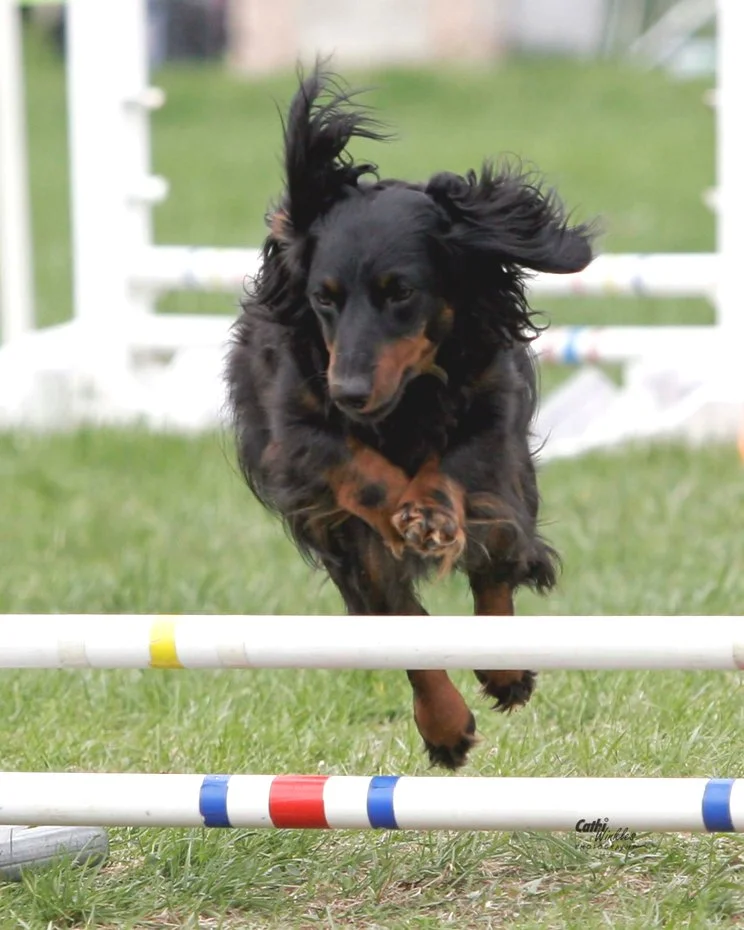 Laika leaping PUT UNDER FUN & FOCUS 1.jpg