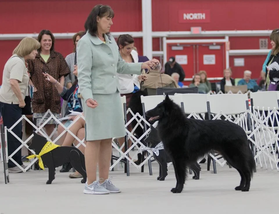 Conformation Classes — All Dogs Can Lapeer