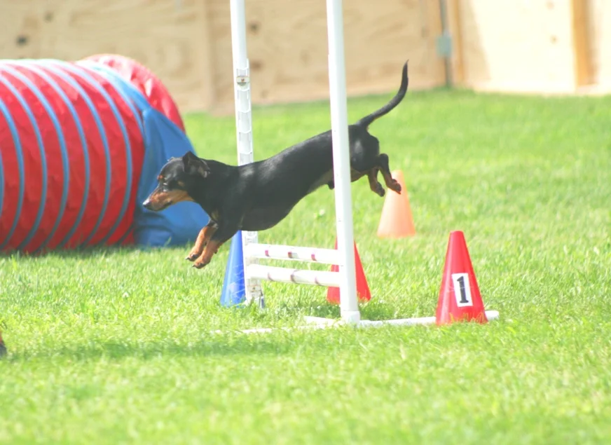 Agility Essentials 2 with Amy Reese- Tuesday 2:00-3:30pm or 6:30-8:00pm