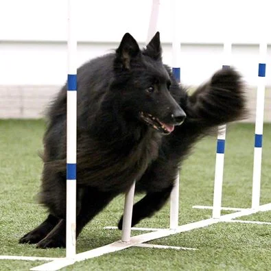 Intermediate/Advanced Agility with Jennifer Hill  Tuesdays  9:00am-10:00am
