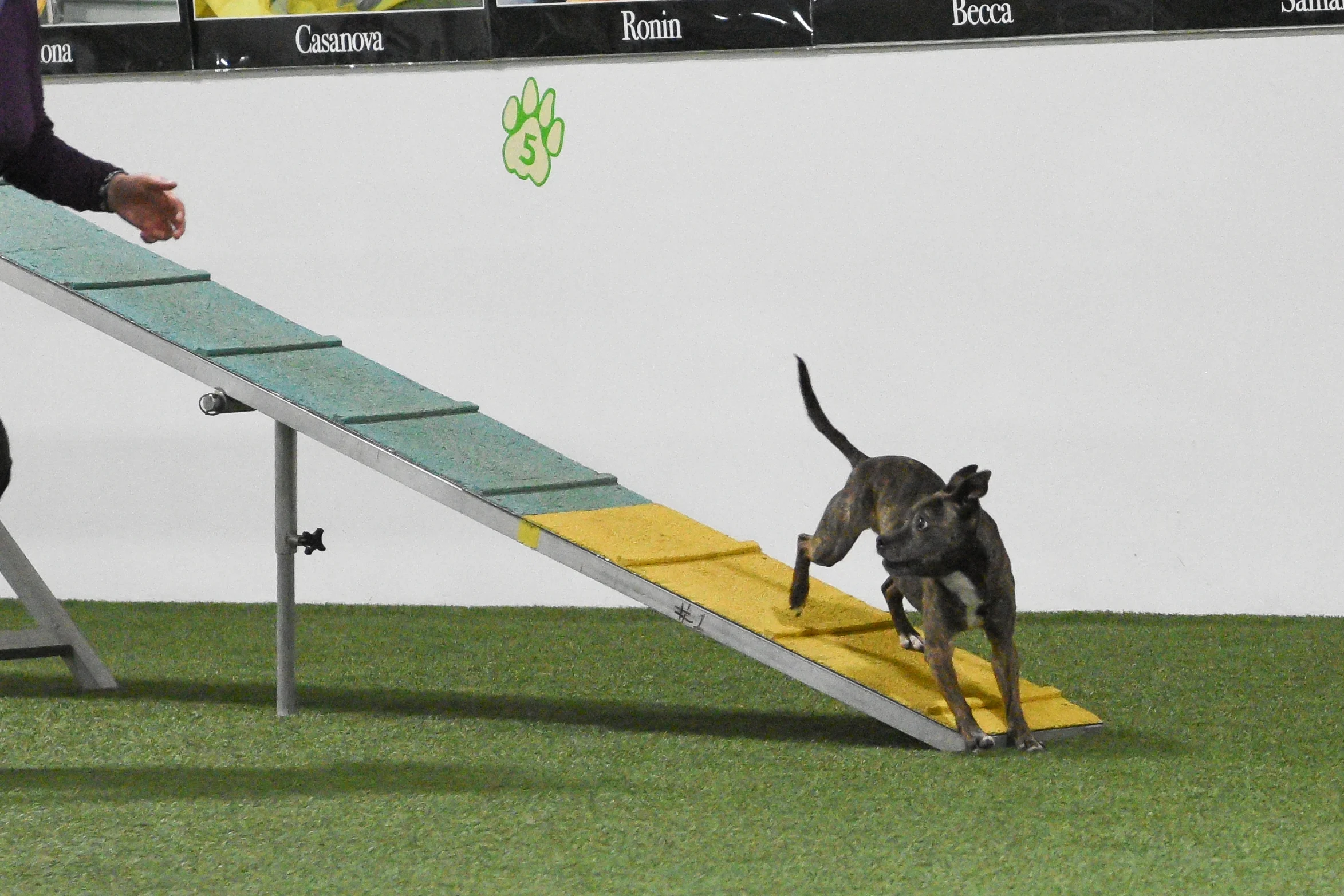 Advanced Agility with Michelle Eddy Wednesday 5:15pm - 6:45pm  or  6:45-7:45pm