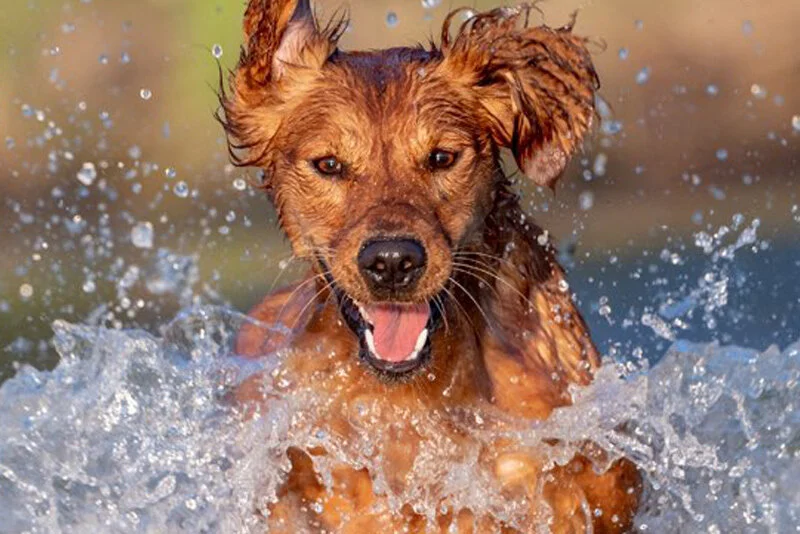 Intermediate Agility Skills with Maureen McKernan  Wednesdays  12:30 - 1:30  or 1:30 - 2:30pm