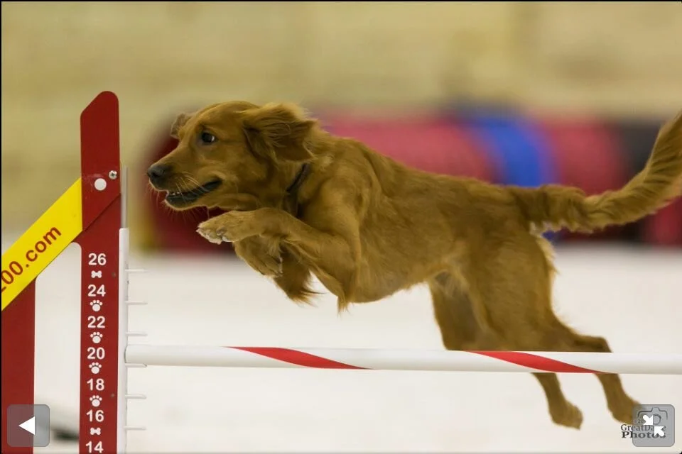 JENNIFER DOG JUMPING.jpg