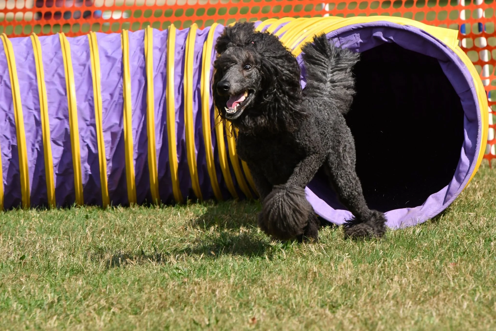 Handling Drills and Skills  with Karen Tudor  Mondays  10:30 - 11:30 or 12noon - 1pm