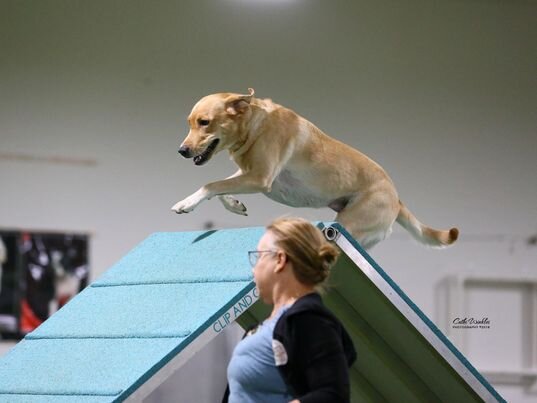 Competition Agility with Julie Smarney Monday 3:00 -5:00pm or  6pm - 8pm Ongoing