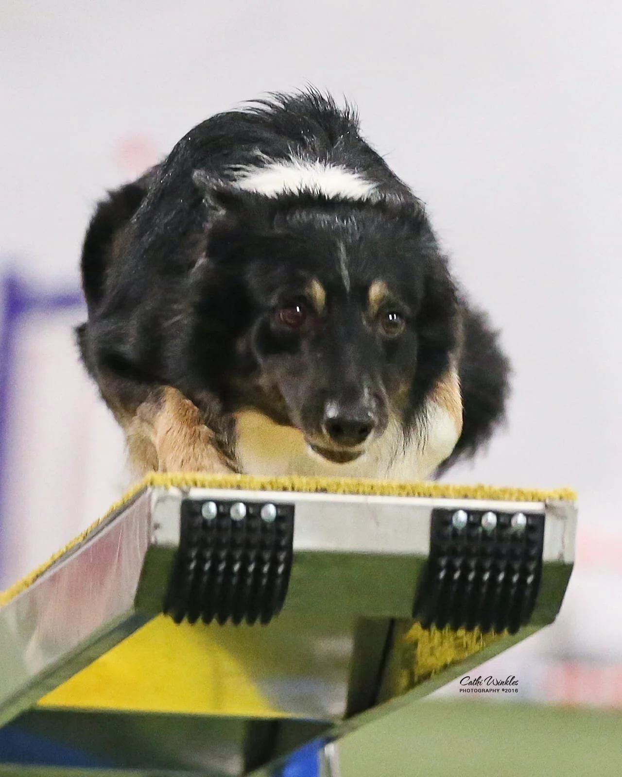 Intermediate Agility with Pat McGowan  Wednesdays  11:00am - 12 noon