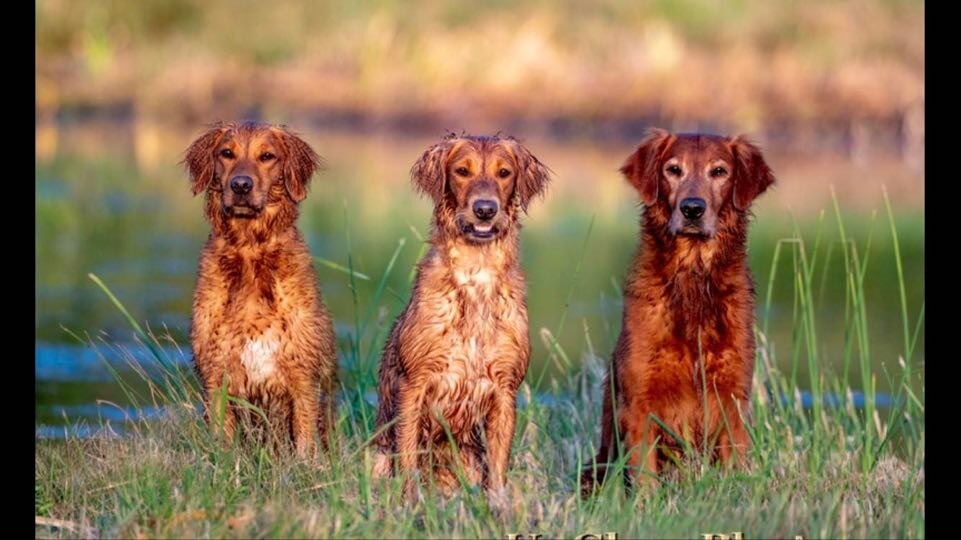 JENNIFER SITTING 3 DOGS.jpg