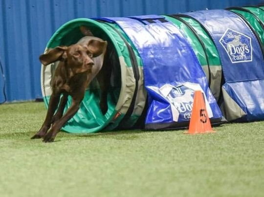 heather brown dog tunnel.jpg