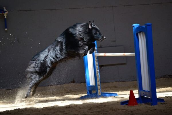 LINDA BRADAY DOG  JUMPING.jpg