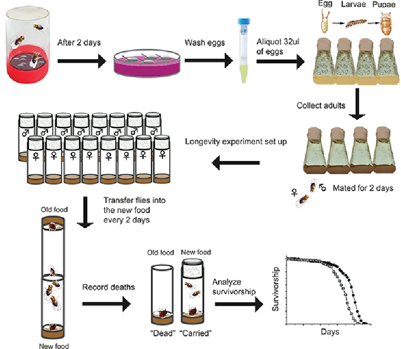 Simplified-schematic-of-a-Drosophila-lifespan-assay.png