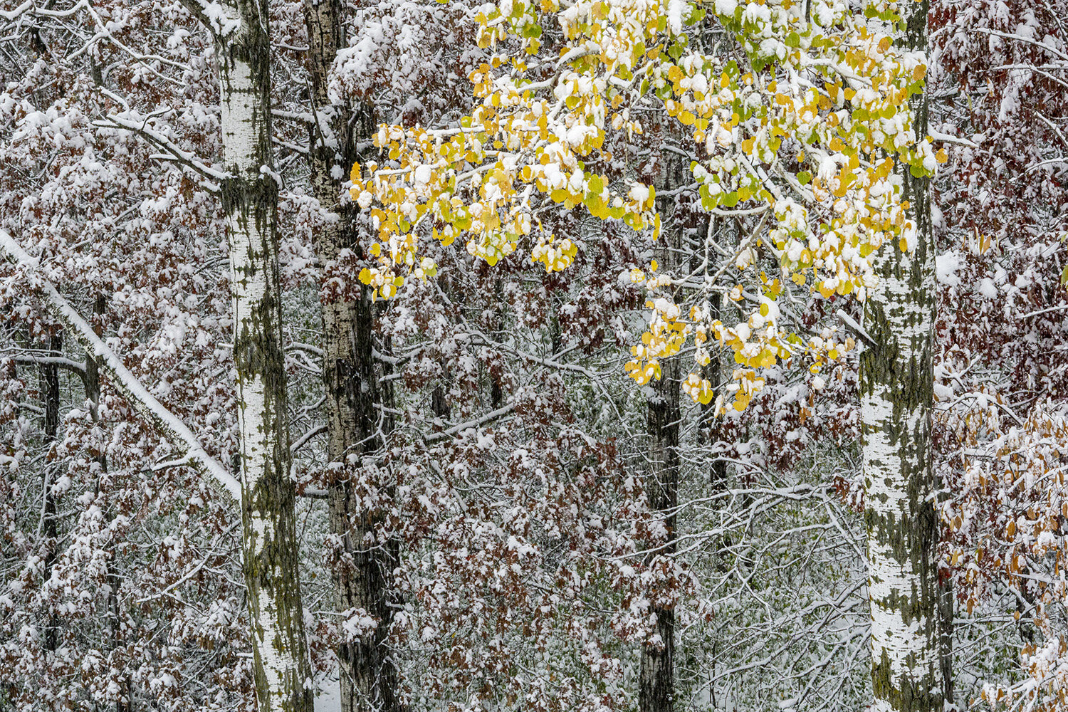 Snow_trees.jpg