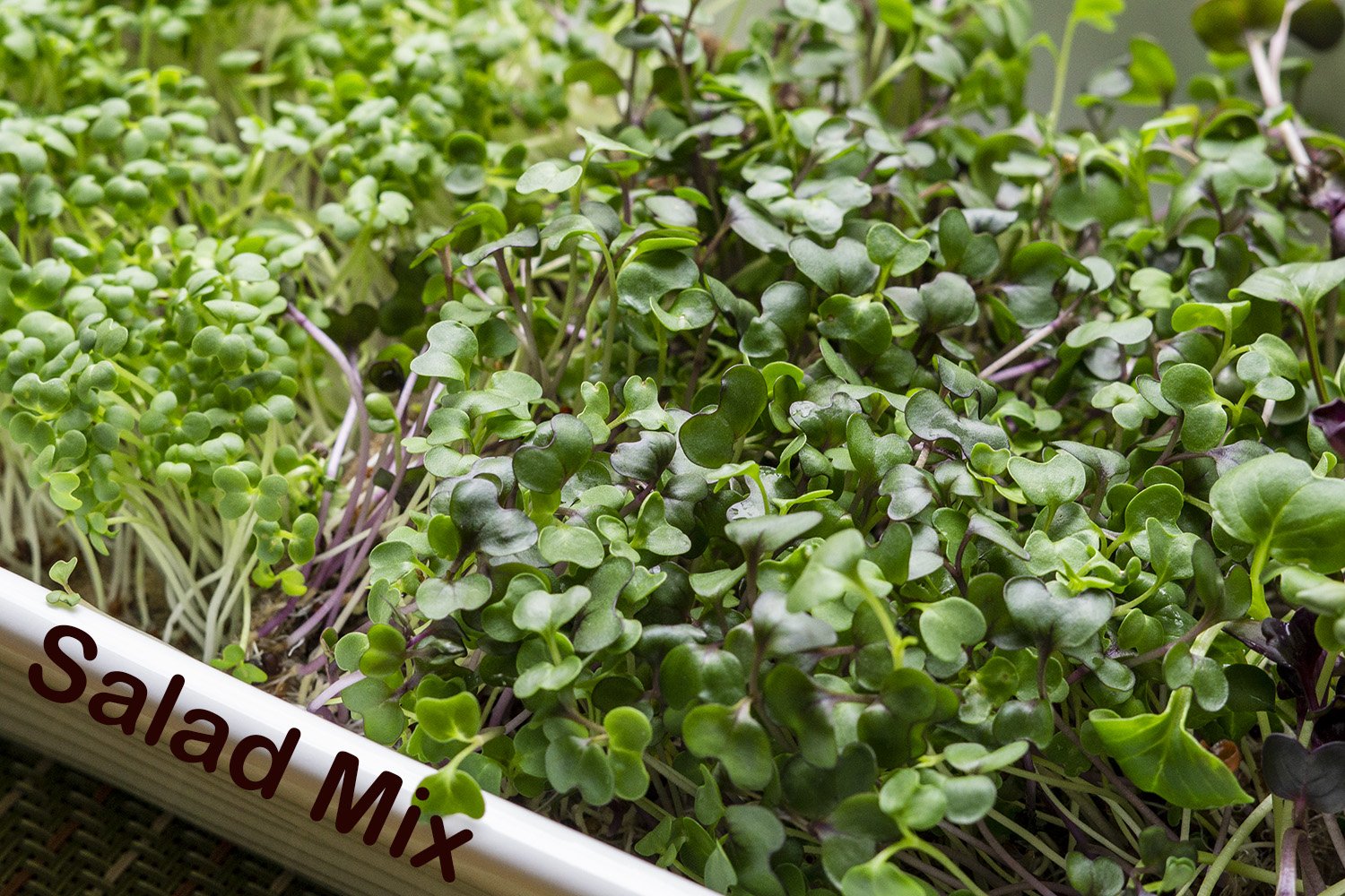 Saladmix copy.jpg
