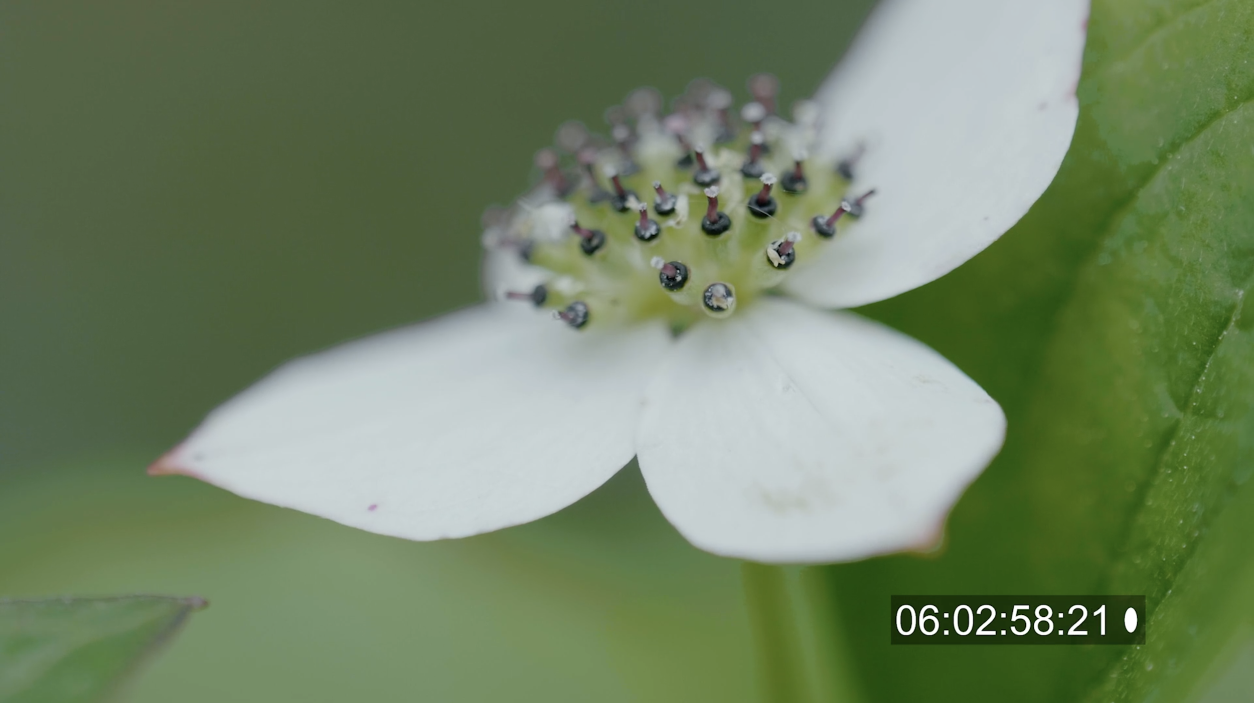 Screen Shot 2019-10-25 at 12.44.21 AM.png