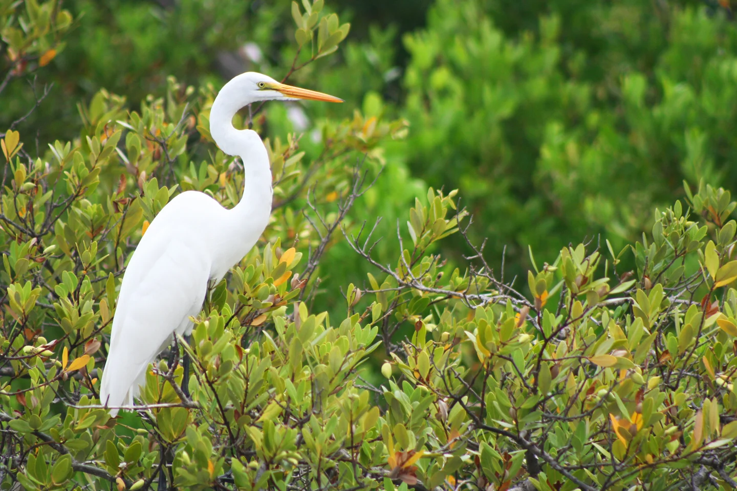 Great egret-LWL.jpg