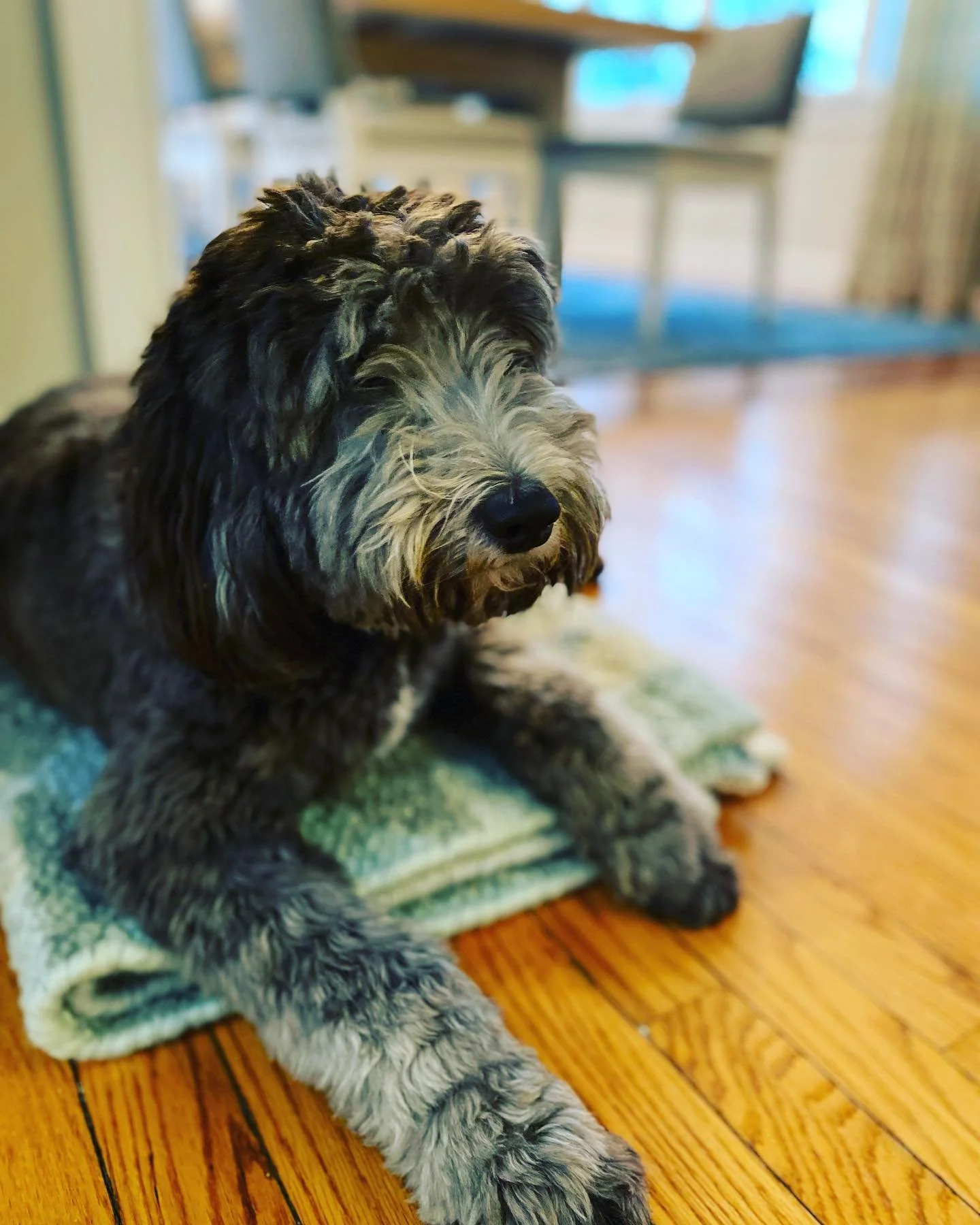 When your dog has better taste than some of your clients.  @rugandkilim