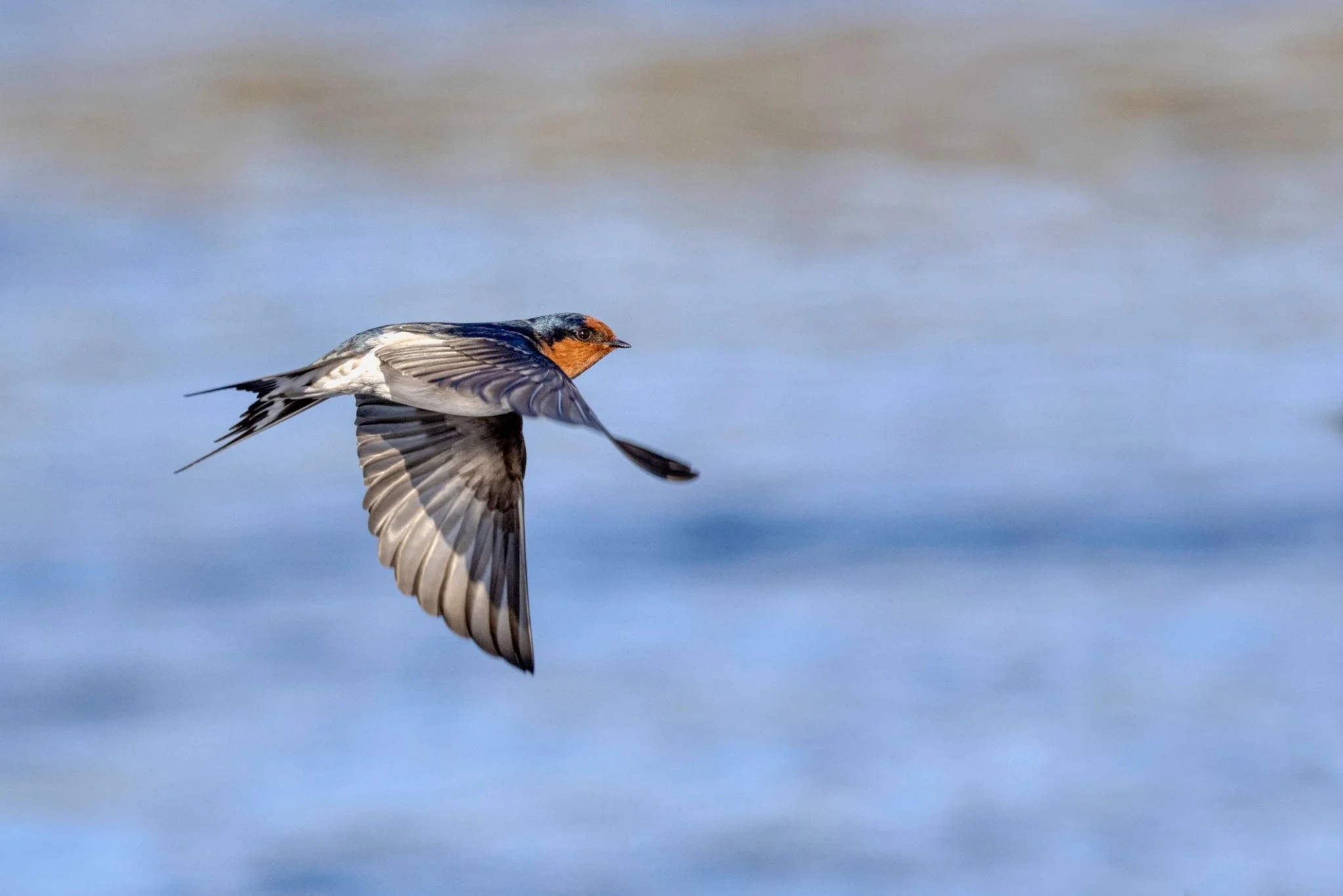 native new zealand swallow warou.jpeg