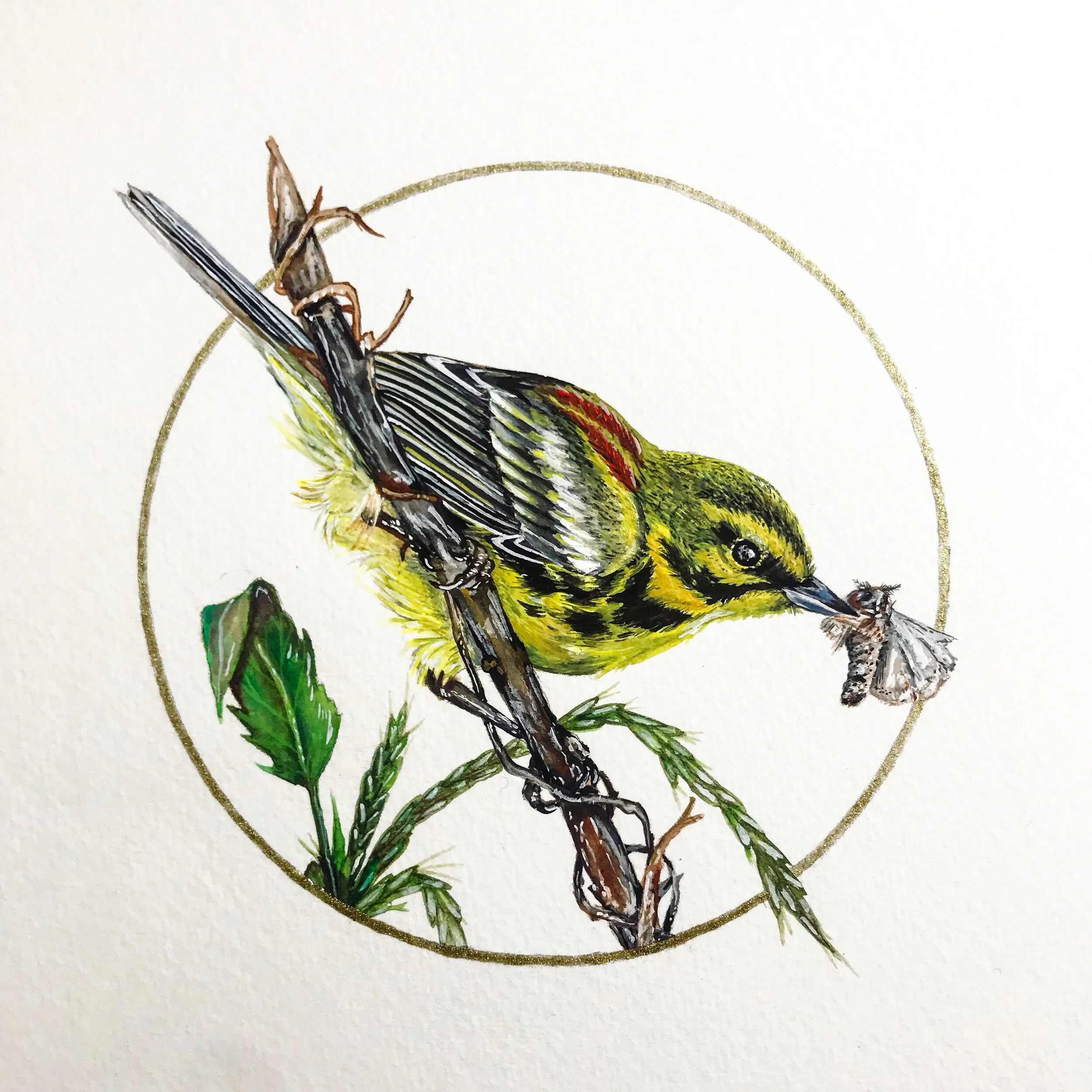 02-prairie-warbler.JPG