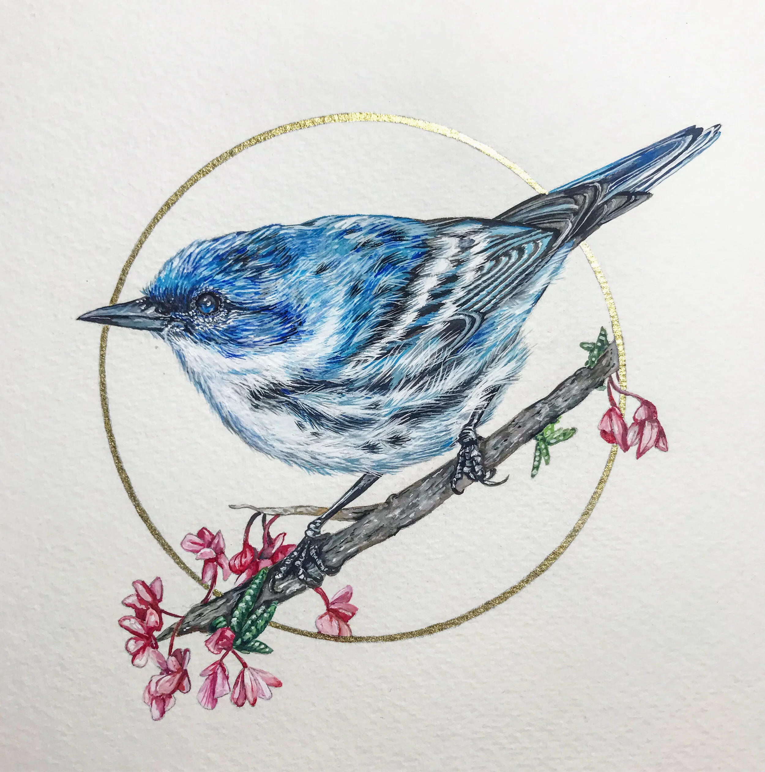 03-cerulean-warbler.JPG