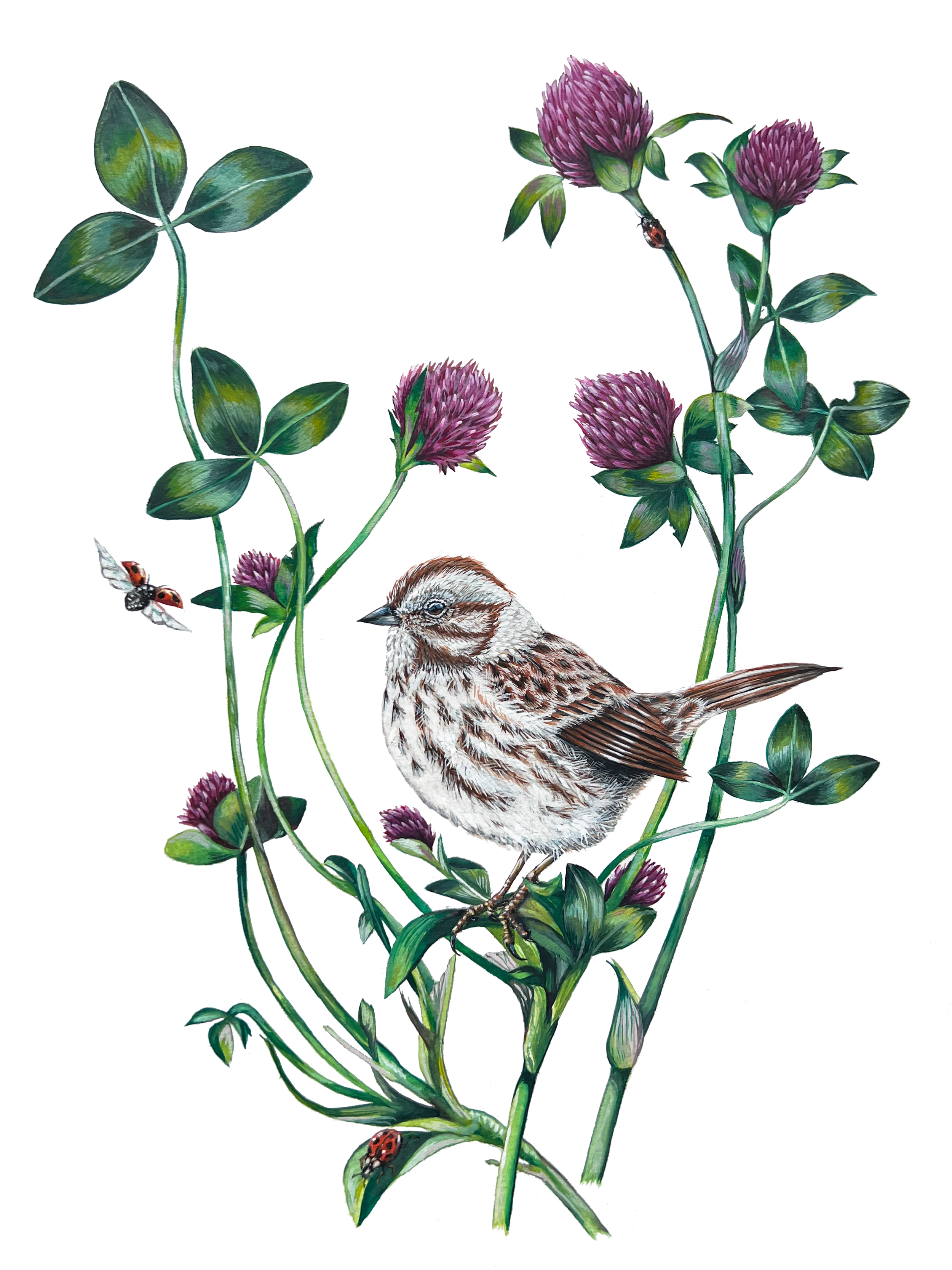 SongSparrowWithThistle.png