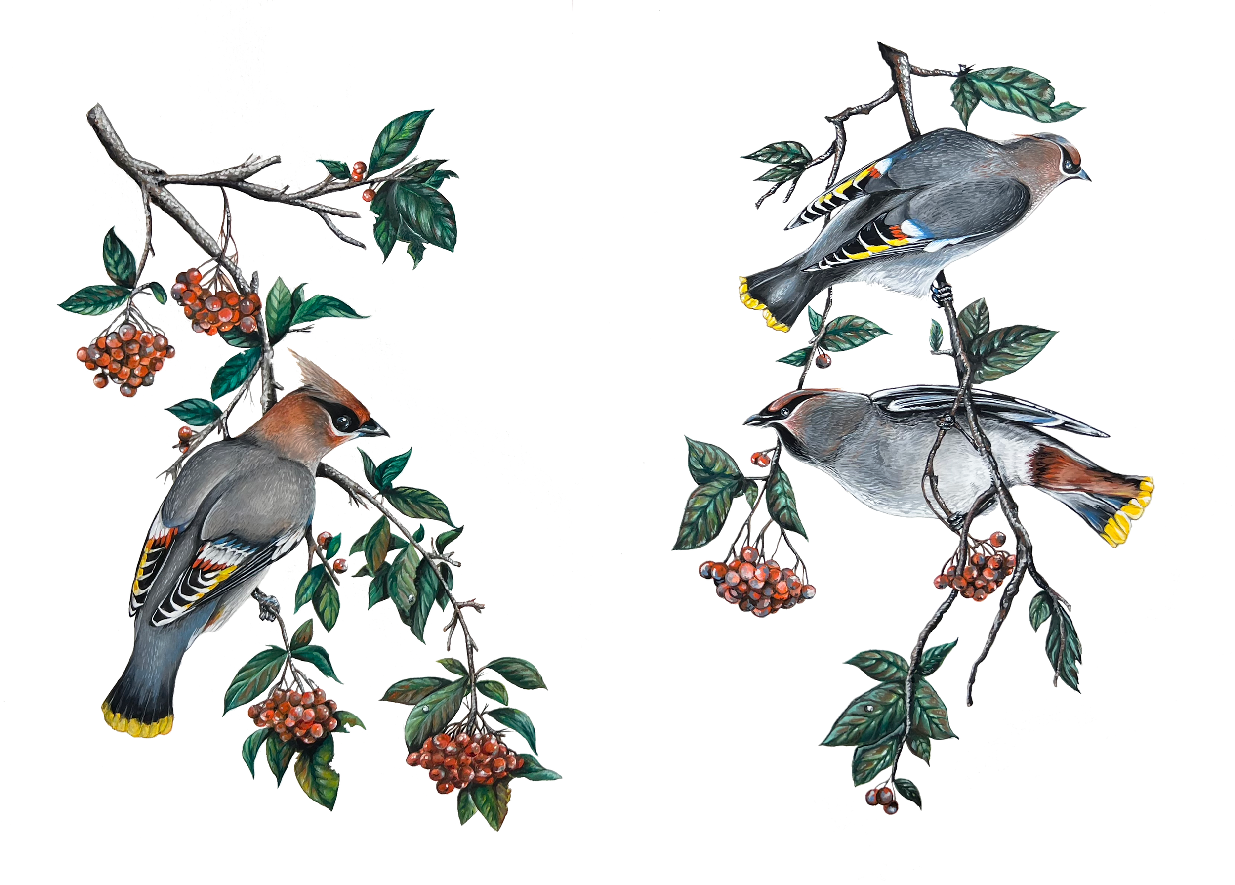 CedarWaxwings.png