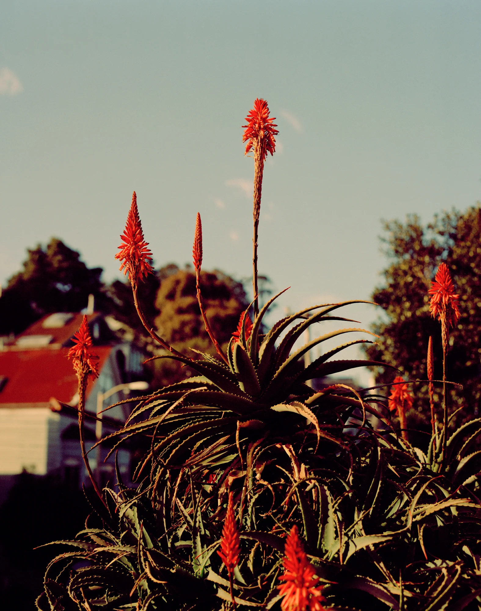Sam_Wright_Oakland_Red_Hot_Poker.jpg
