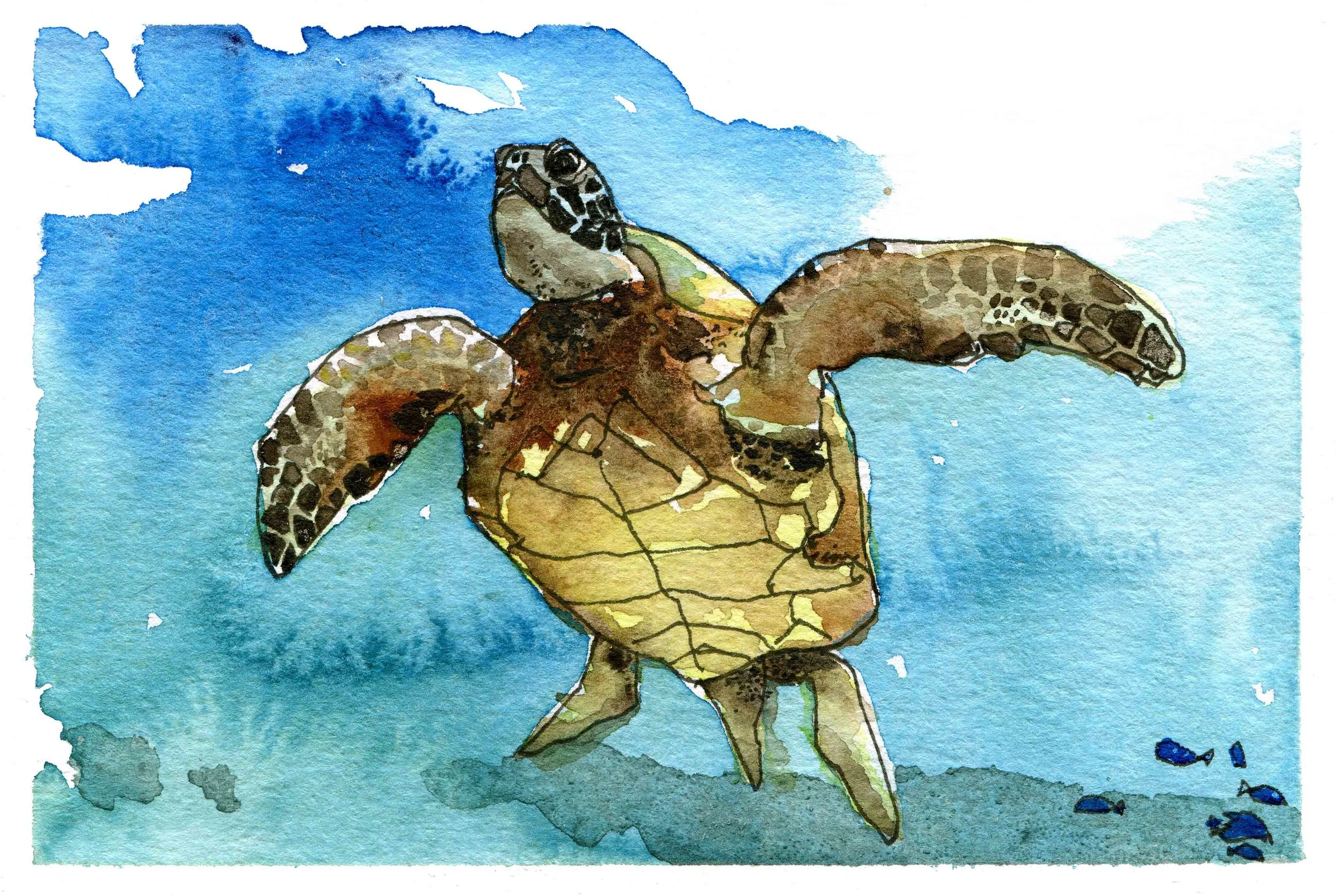 Flying Honu