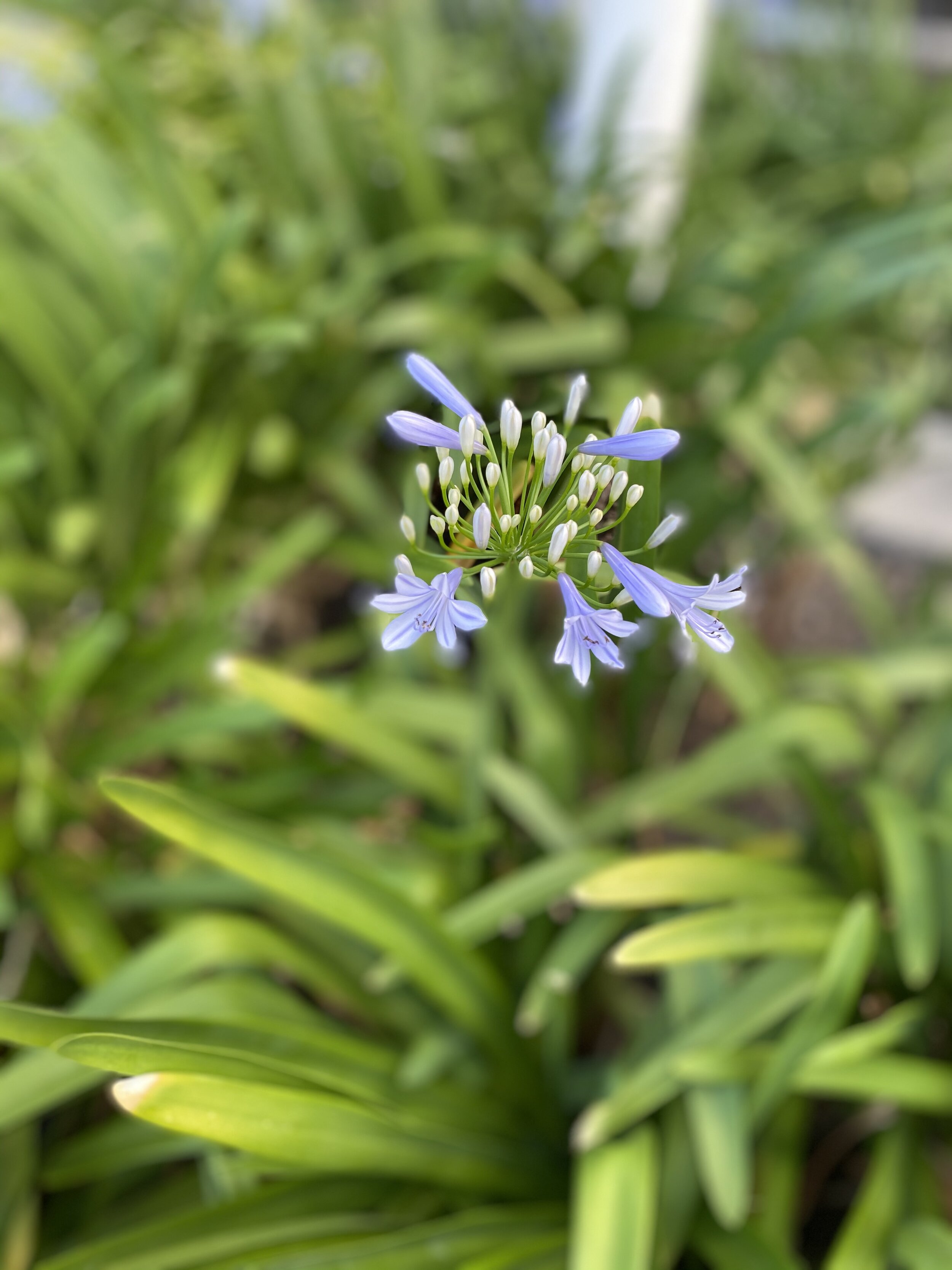 blue-lily-1.jpg