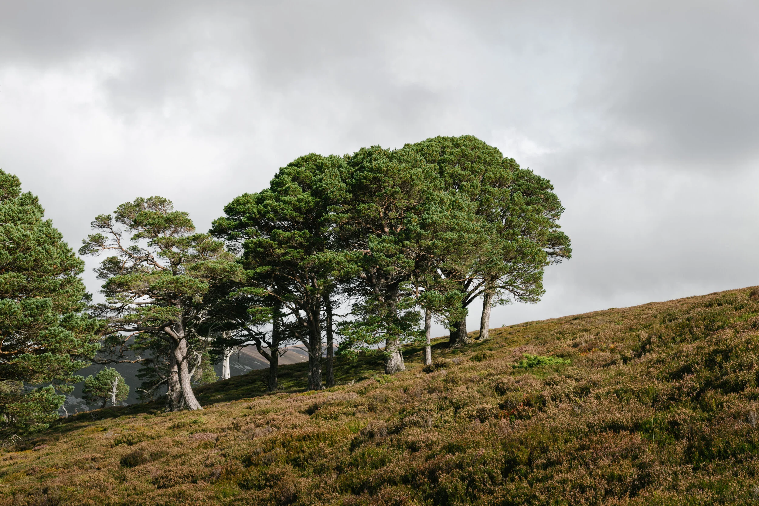 GlenFeshie_LesOthers-1000210.jpg