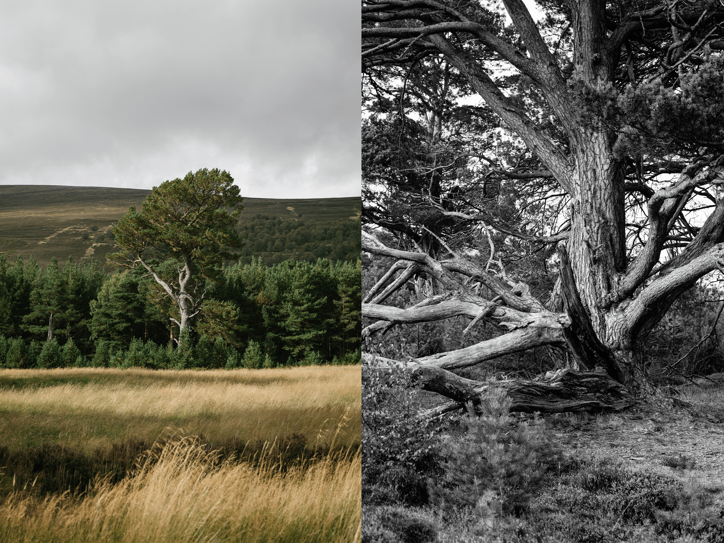 web diptyc feshie trees.png