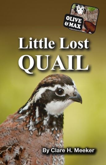 olive-max-little-lost-quail.JPG