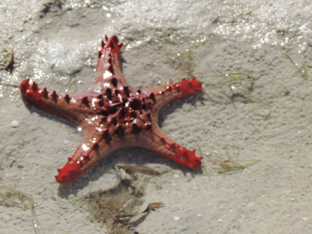seastar.png