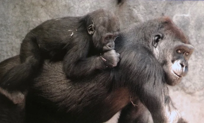 Yola’s mother Nadiri as a baby rides on her cousin Alafia’s back