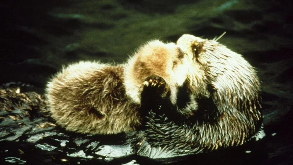 Lootas licks and rubs her baby’s thick fur to keep her buoyant
