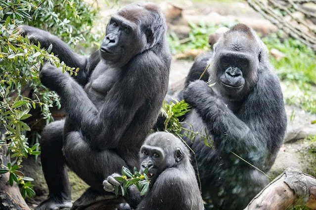 Yola_Gorilla_family_2026.jpg