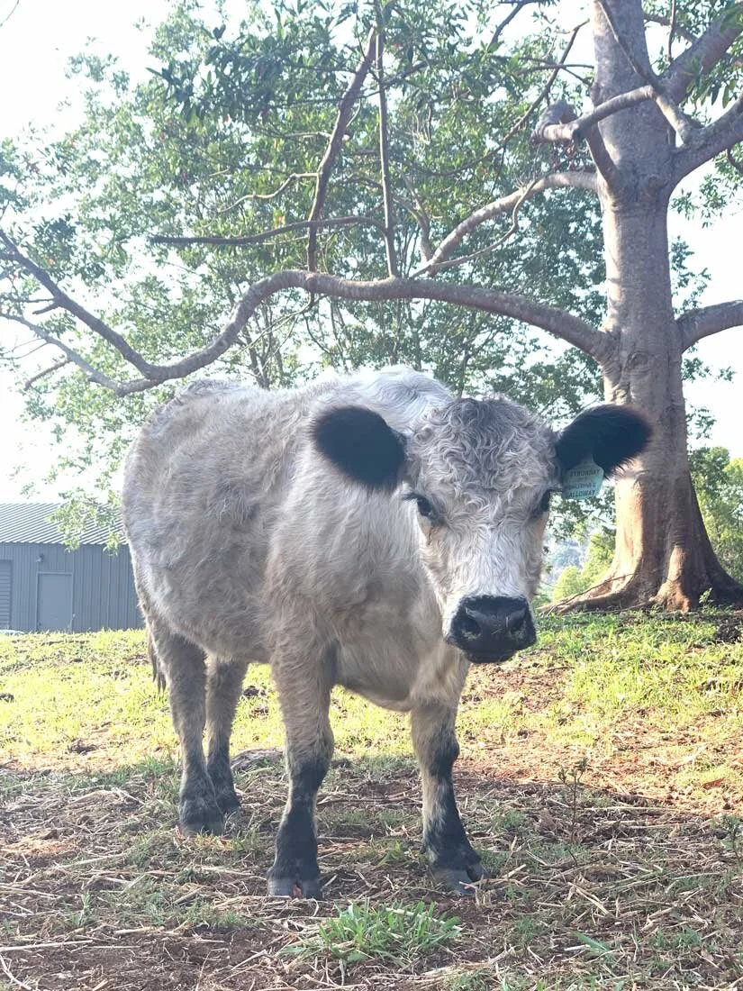 BYRON BAY MARIDADI (MIN) | BAY M7 | FEMALE | DOB 29-JAN-2016