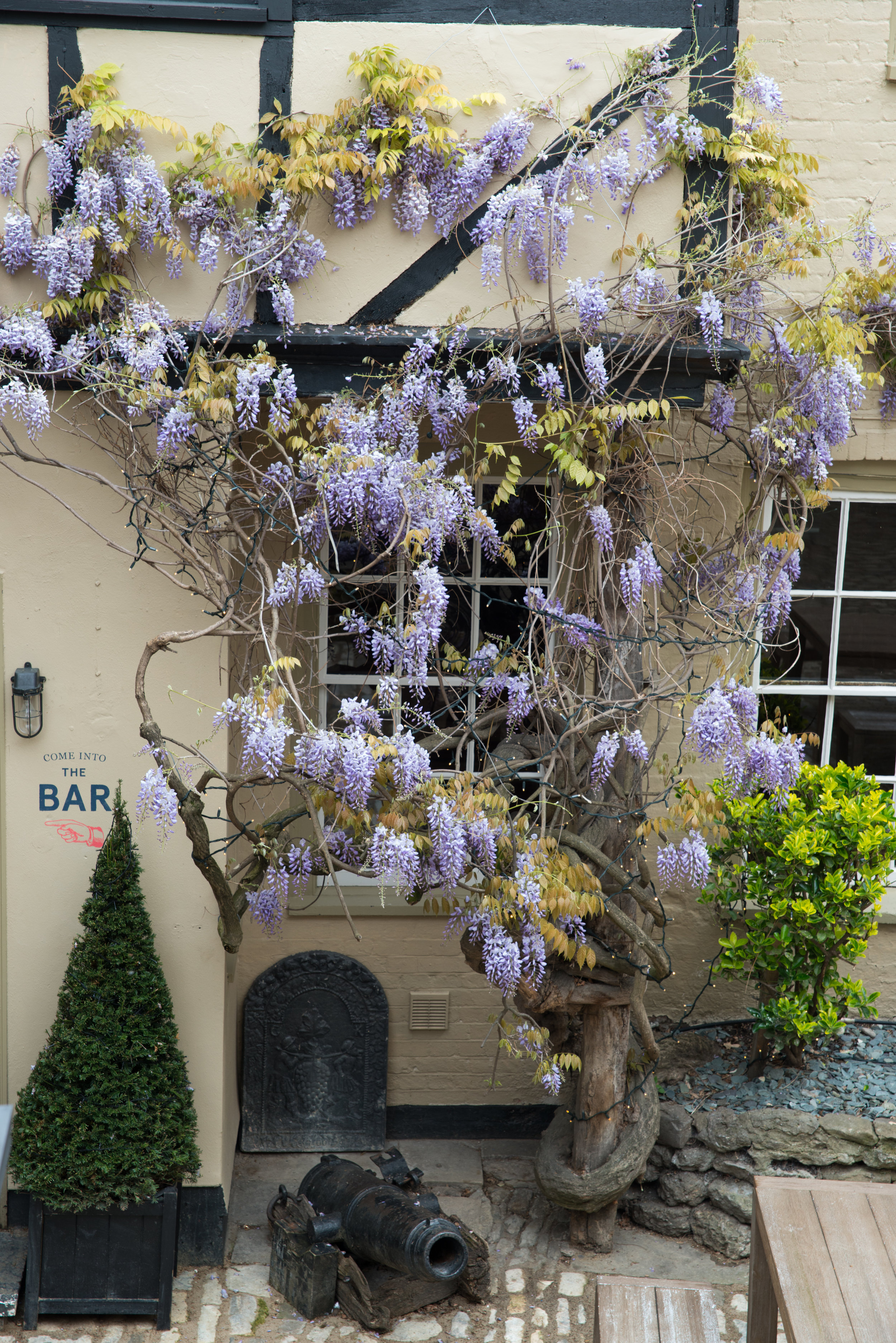 Wisteria in the courtyard at The Crown & Thistle in Abingdon