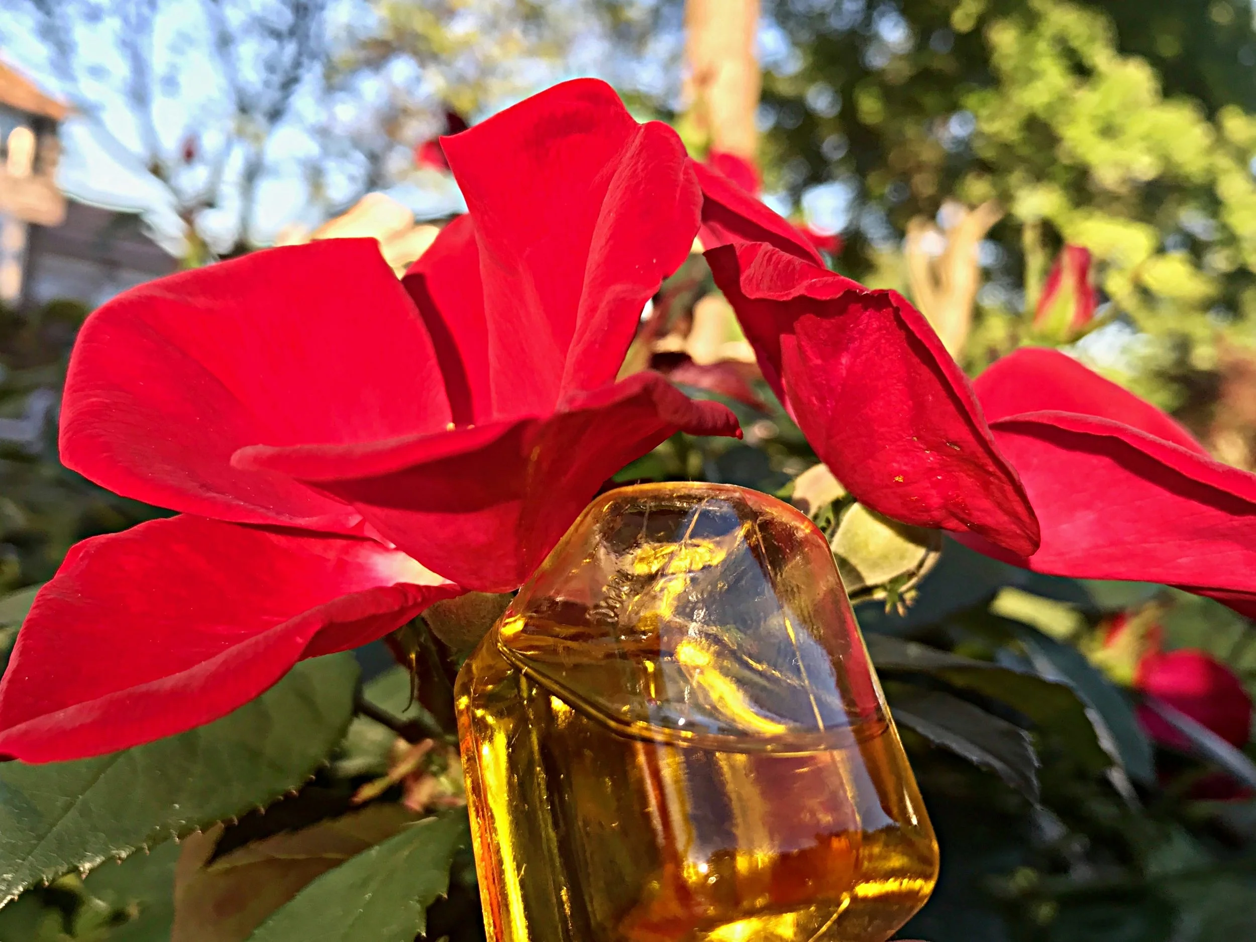 Meet Baobab Oil