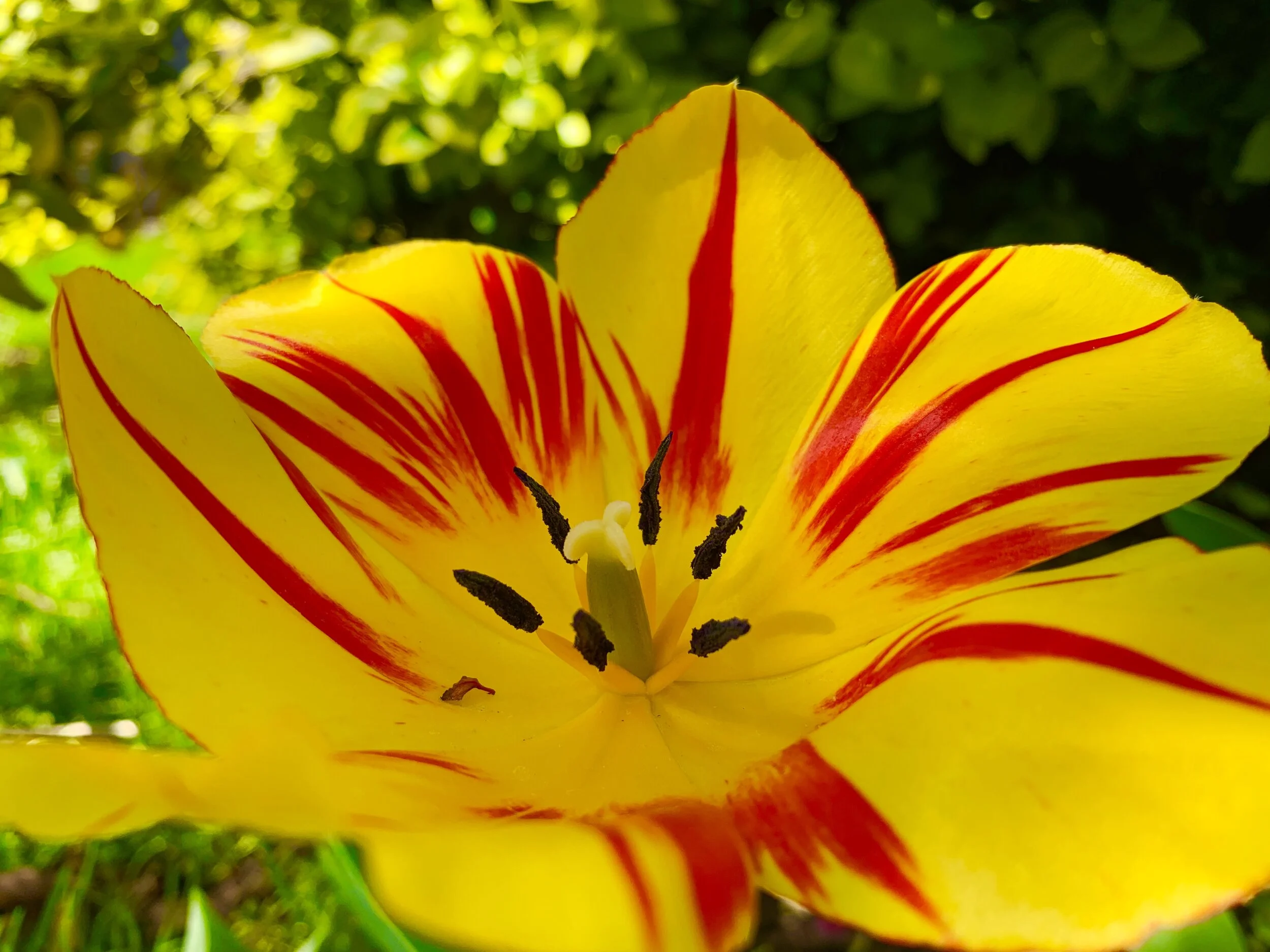 Recipe: DIY Lip Repair for Dry Lips