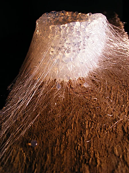 Spider Webs